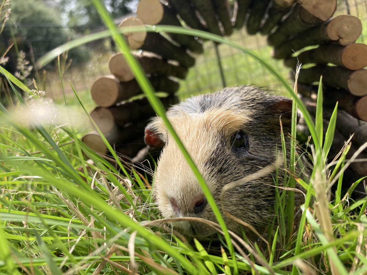badgerbumble's tweet photo. I am having a very relaxing and reflective #GuineaPigAppreciationDay 😏😊#grass2020 https://t.co/ZkYnYaCRxC