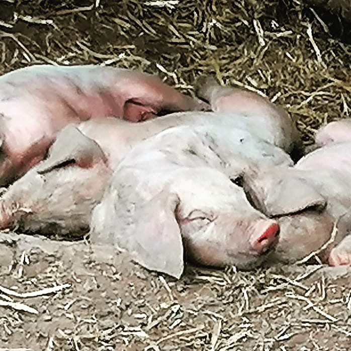 Tamworthpigscheshire tweet media