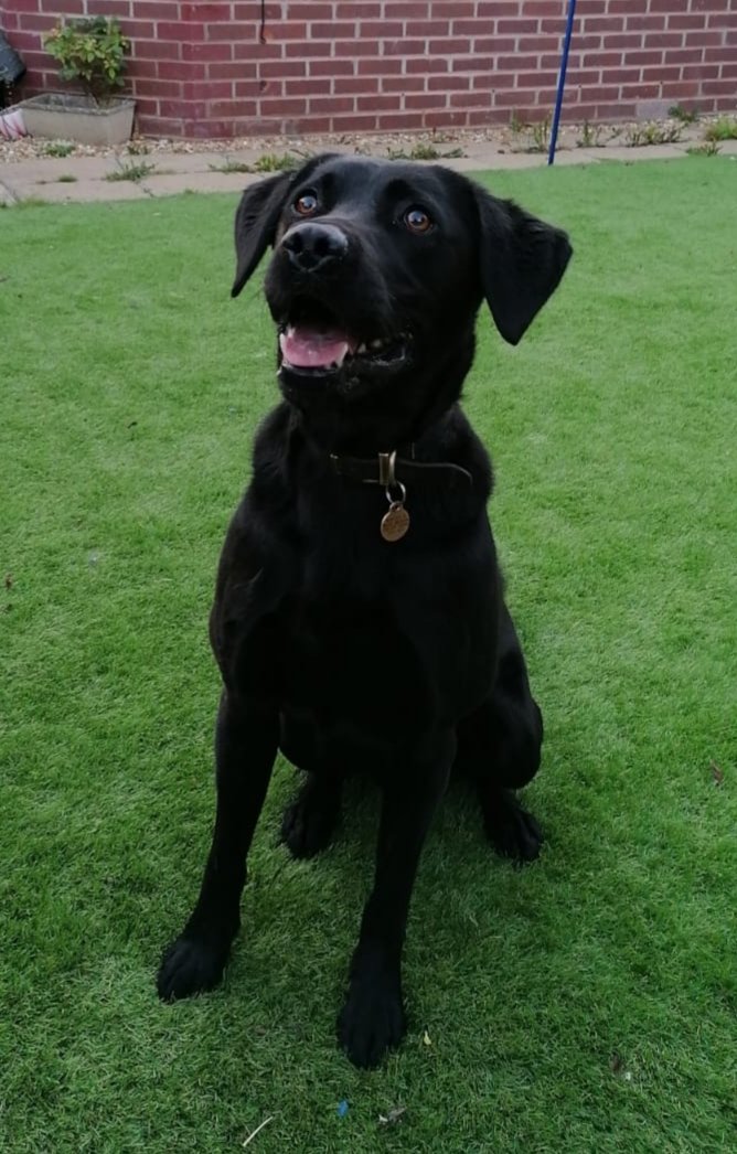 K999Cops's tweet photo. PD Baxter assisted with Warrants in #Shropshire today. His nose found us some cannabis at an address. #CountyLines #thenoseknows https://t.co/s1eihPTDPc