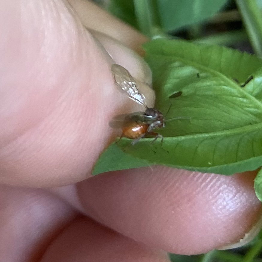 bernoid's tweet photo. I see Oak Marble Galls all the time but NEVER have I seen an Oak Marble Gall Wasp... until today. Tiny she was. New garden tick ✅ #oakmarblegallwasp #gallwasp #oakgall #marblegall #lookingatbugs https://t.co/do8KduJEUV