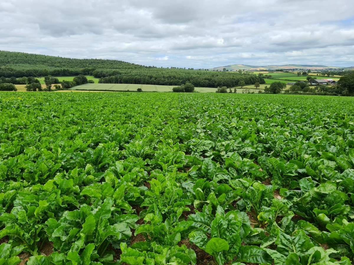 DLF_IRL's tweet image. Beet trials coming on well in Wexford. Mix of fodder beets and sugar beets in the ground 

#fodderbeets #sugarbeets #harvest20 #farming365 #farmingireland