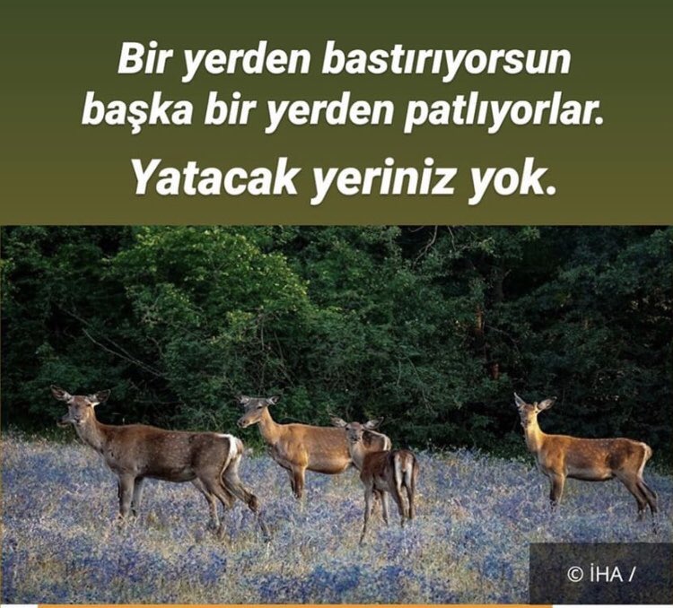 erdalzngr's tweet photo. Bir yerden bastırıyorsun başka bir yerden patlıyorlar.
#Tuncelide #Bursa da geri adım attılar, sıra #Eskişehir de.
18 geyik ihale ile öldürülmek isteniyor.nedir bu hayvan ve Doğa düşmanlğınız yazıktır GÜNAHTIR .. #GeyiklerÖlmesin
#avcılıkspordeğilcinayettir ..
• https://t.co/zb3YuPpMBV
