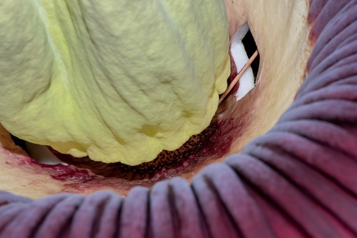 longwoodgardens's tweet photo. Just wanted to share these pics documenting the final act in my swan song performance. I’m getting tickled by a pollen filled paintbrush to make sure I sprout my beautiful orange berries in 9-12 months. I promise to send out berry announcements when the time comes! #SproutStinks https://t.co/4u19A0ggfK
