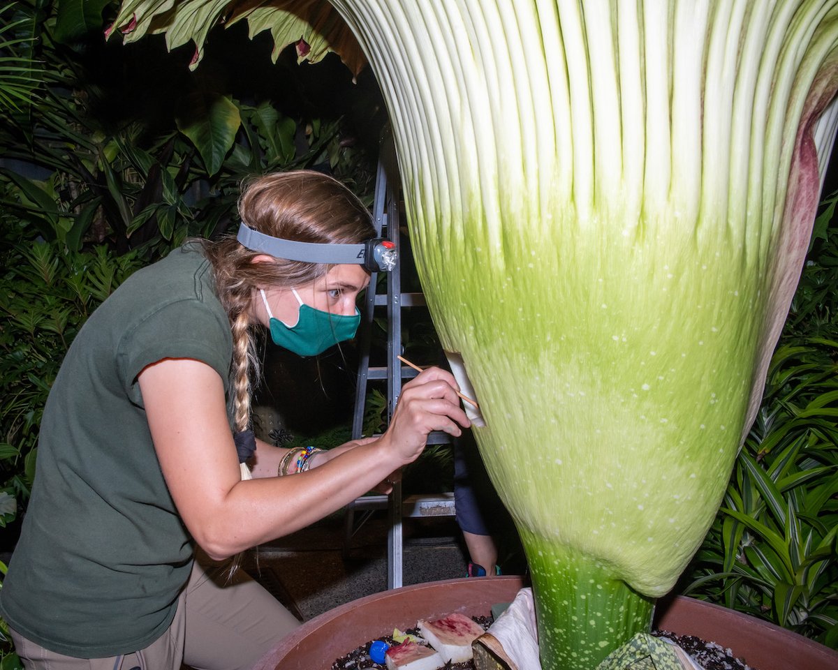 longwoodgardens's tweet photo. Just wanted to share these pics documenting the final act in my swan song performance. I’m getting tickled by a pollen filled paintbrush to make sure I sprout my beautiful orange berries in 9-12 months. I promise to send out berry announcements when the time comes! #SproutStinks https://t.co/4u19A0ggfK
