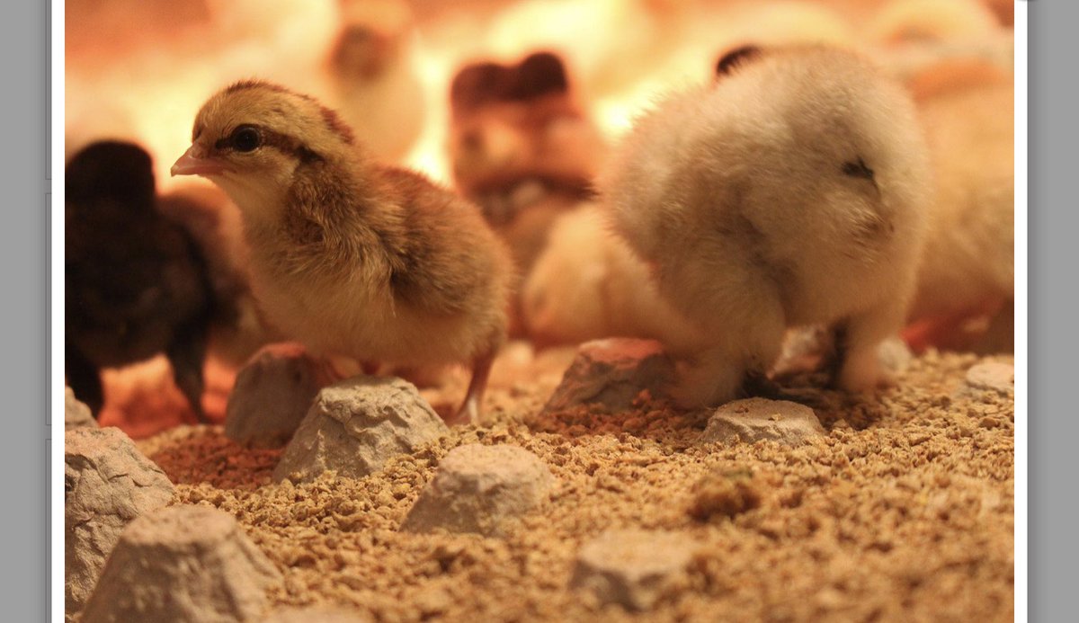 Check out these familiar faces! We love sharing our barnyard buddies with everyone at Old MacDonald’s Barn each year. Check out our Facebook and Instagram page to watch 73 questions getting to know our farm friends at Lionels Farm! #MarkhamFairFromAfar #MarkhamFair 🐷🐰🐮🐣
