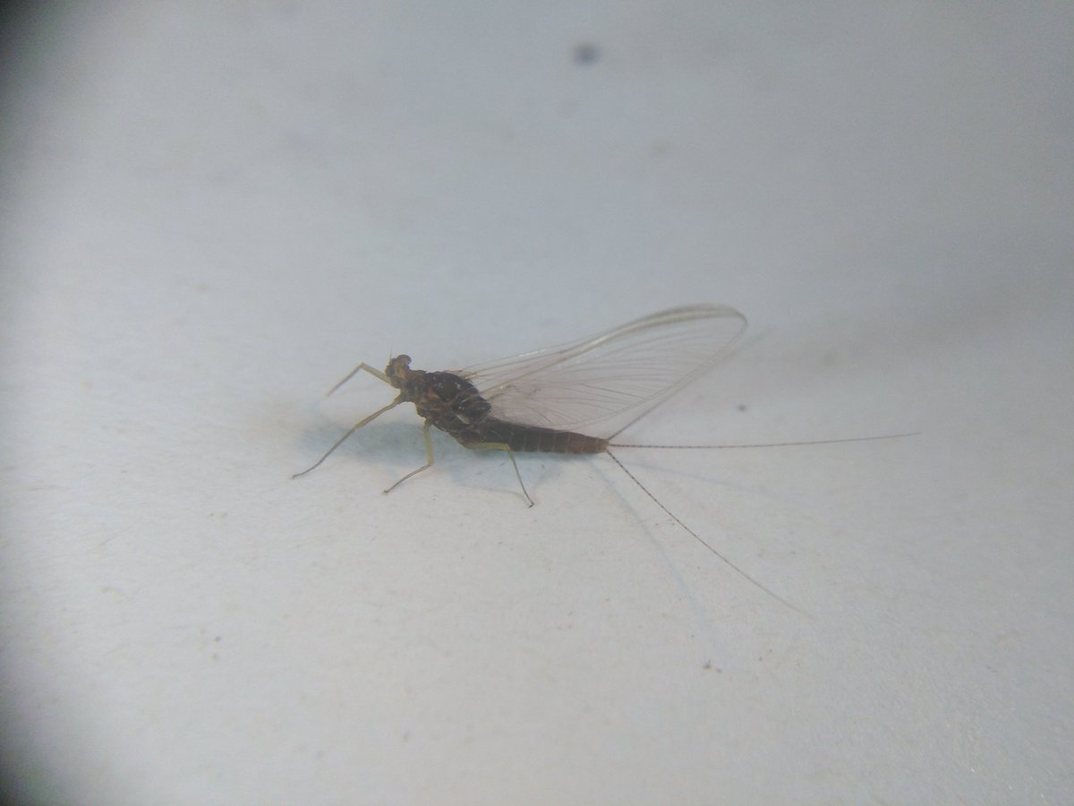 GraemeBWilson's tweet photo. Chuffed to have used my @FSCPublications Mayfly AIDGAP Guide to ID this Blue Winged Olive, Serratella ignita, that found its way into moth trap. Very happy when @bugsymac1 confirmed I was right. #mayfly #bluewingedolive #serratellaignita #AIDGAP #IDguide #mothtrap #mothtrapping https://t.co/0kxvxmGwPf