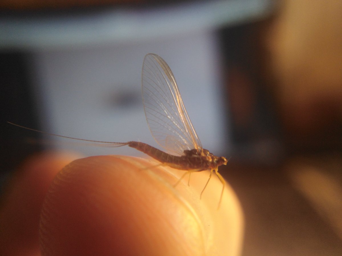 GraemeBWilson's tweet photo. Chuffed to have used my @FSCPublications Mayfly AIDGAP Guide to ID this Blue Winged Olive, Serratella ignita, that found its way into moth trap. Very happy when @bugsymac1 confirmed I was right. #mayfly #bluewingedolive #serratellaignita #AIDGAP #IDguide #mothtrap #mothtrapping https://t.co/0kxvxmGwPf