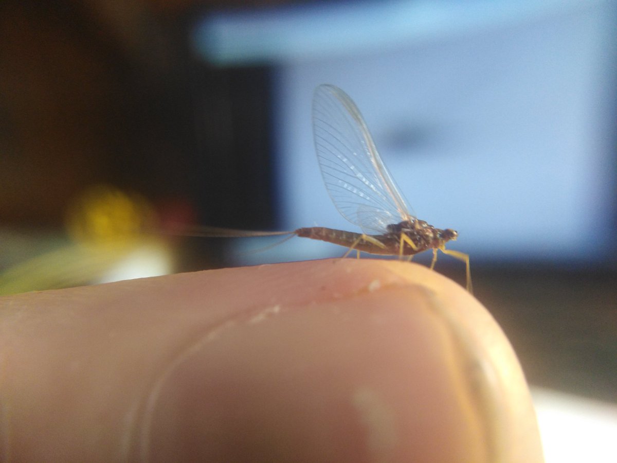 GraemeBWilson's tweet photo. Chuffed to have used my @FSCPublications Mayfly AIDGAP Guide to ID this Blue Winged Olive, Serratella ignita, that found its way into moth trap. Very happy when @bugsymac1 confirmed I was right. #mayfly #bluewingedolive #serratellaignita #AIDGAP #IDguide #mothtrap #mothtrapping https://t.co/0kxvxmGwPf