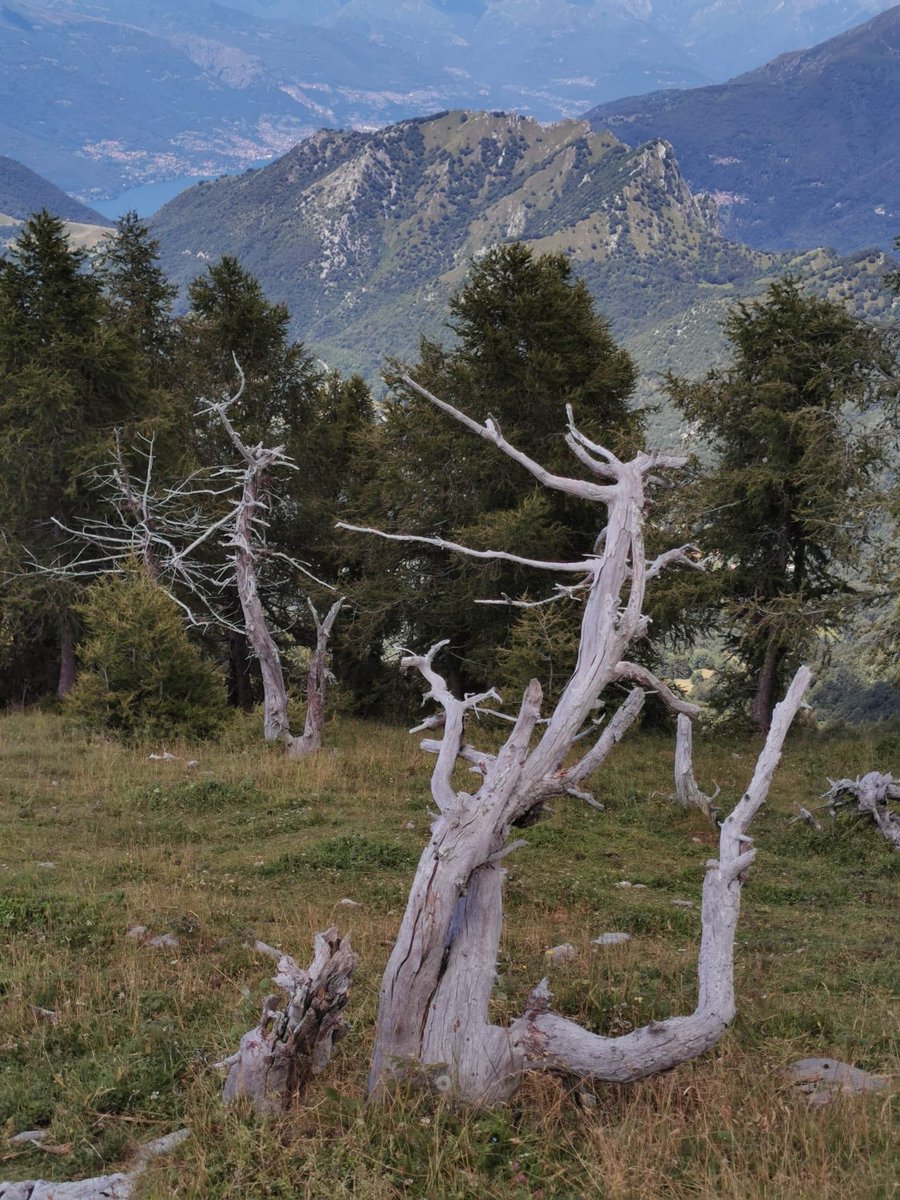 _massimomauri's tweet photo. Perché percorrere sempre i soliti sentieri, spesso più intasati di una tangenziale? Basta spostarsi di poco. Anche qui, nelle Grigne. Ed è subito silenzio e paesaggi incredibili. #MontePilastro #MonteCroce #Grigne #EsinoLario #LagodiComo #LakeComo https://t.co/KHtRFUd914