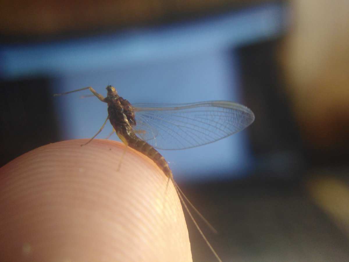 GraemeBWilson's tweet photo. Chuffed to have used my @FSCPublications Mayfly AIDGAP Guide to ID this Blue Winged Olive, Serratella ignita, that found its way into moth trap. Very happy when @bugsymac1 confirmed I was right. #mayfly #bluewingedolive #serratellaignita #AIDGAP #IDguide #mothtrap #mothtrapping https://t.co/0kxvxmGwPf