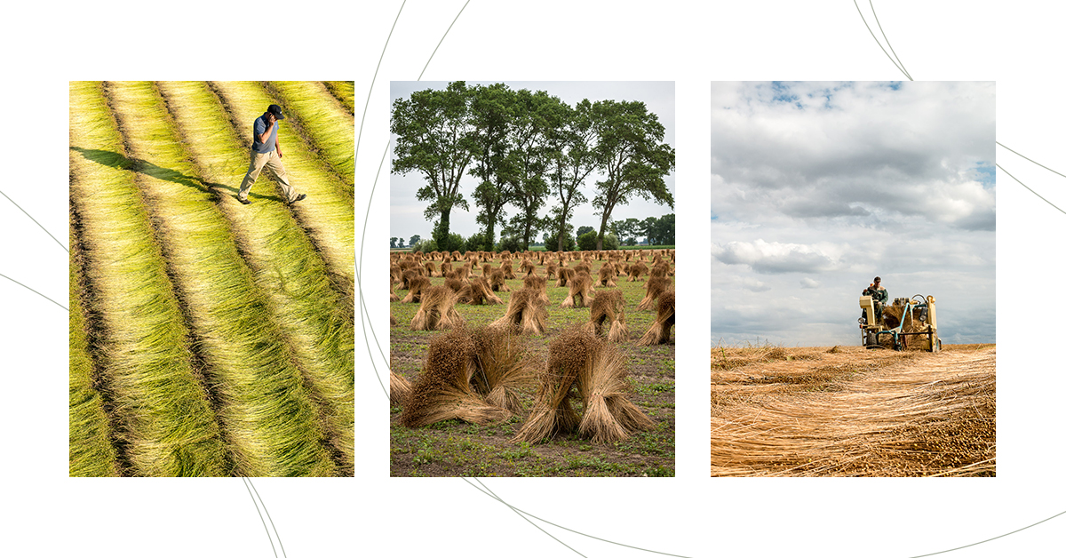 [🇫🇷#CultureDuLin] Tout l’été, de juillet à septembre nos agriculteurs préparent le rouissage. C’est la première phase naturelle de transformation de la plante en fibre, le rouissage favorise la séparation des fibres en dégradant le ciment naturel qui les lient à la paille.