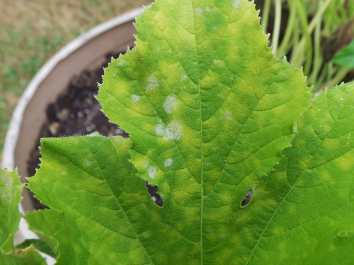 Penn State Extension Veggies, Berries, Mushrooms tweet media