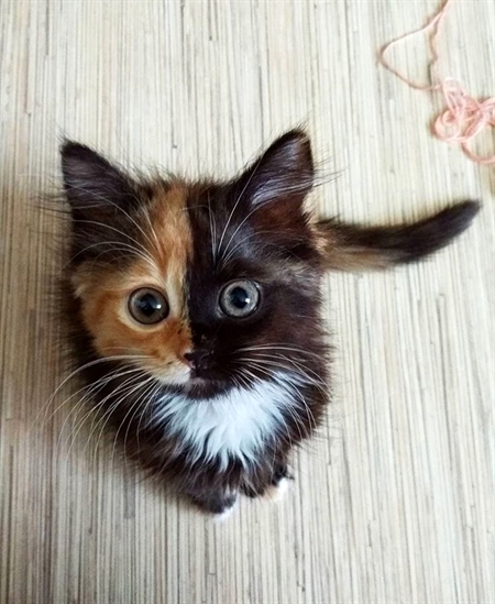 HereKittens's tweet photo. https://t.co/cVLGG9EAZi