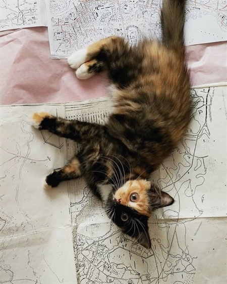 HereKittens's tweet photo. https://t.co/cVLGG9EAZi