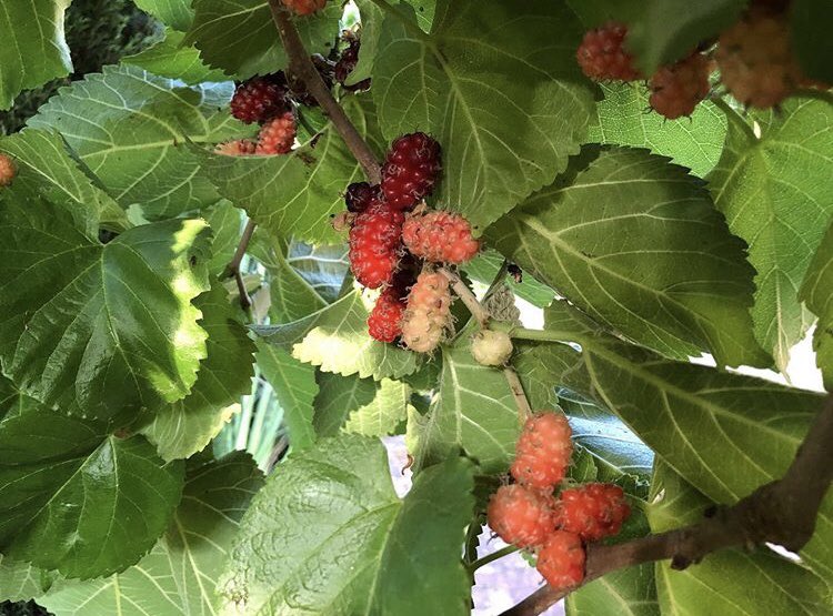 The red mulberries of the Morus rubra trees in the Italian Terrace Garden are ready to enjoy! The spreading canopies of these historic trees are a great source of shade to cool off on a hot day. It’s native to the East Coast of the United States 🌳🌾🌞