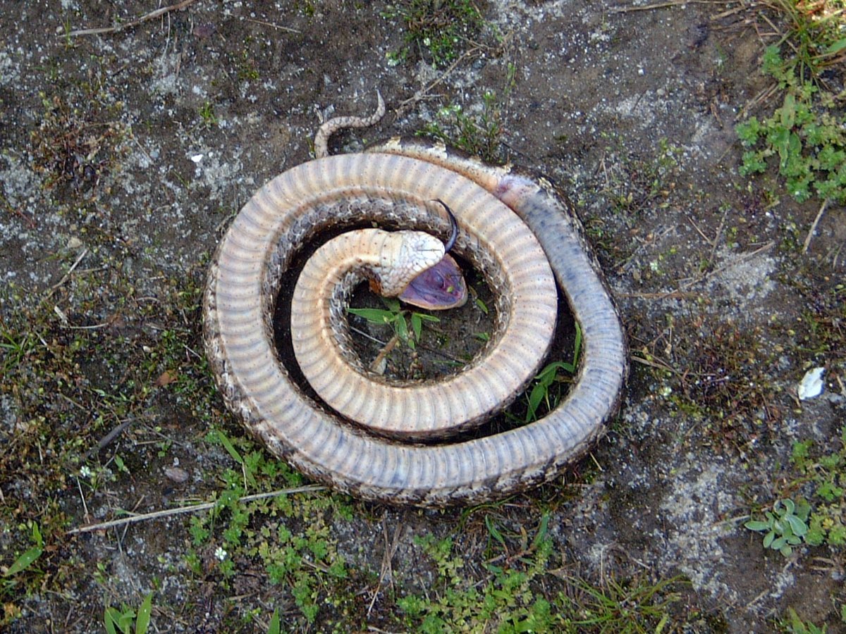 No, we aren’t posting a dead snake for #WorldSnakeDay. We are introducing you to the amazing hognose snake, which plays dead when threatened. The harmless snake also hisses and flattens its neck just like a cobra.  ow.ly/DNPA50AAhEp
Photo by USFWS