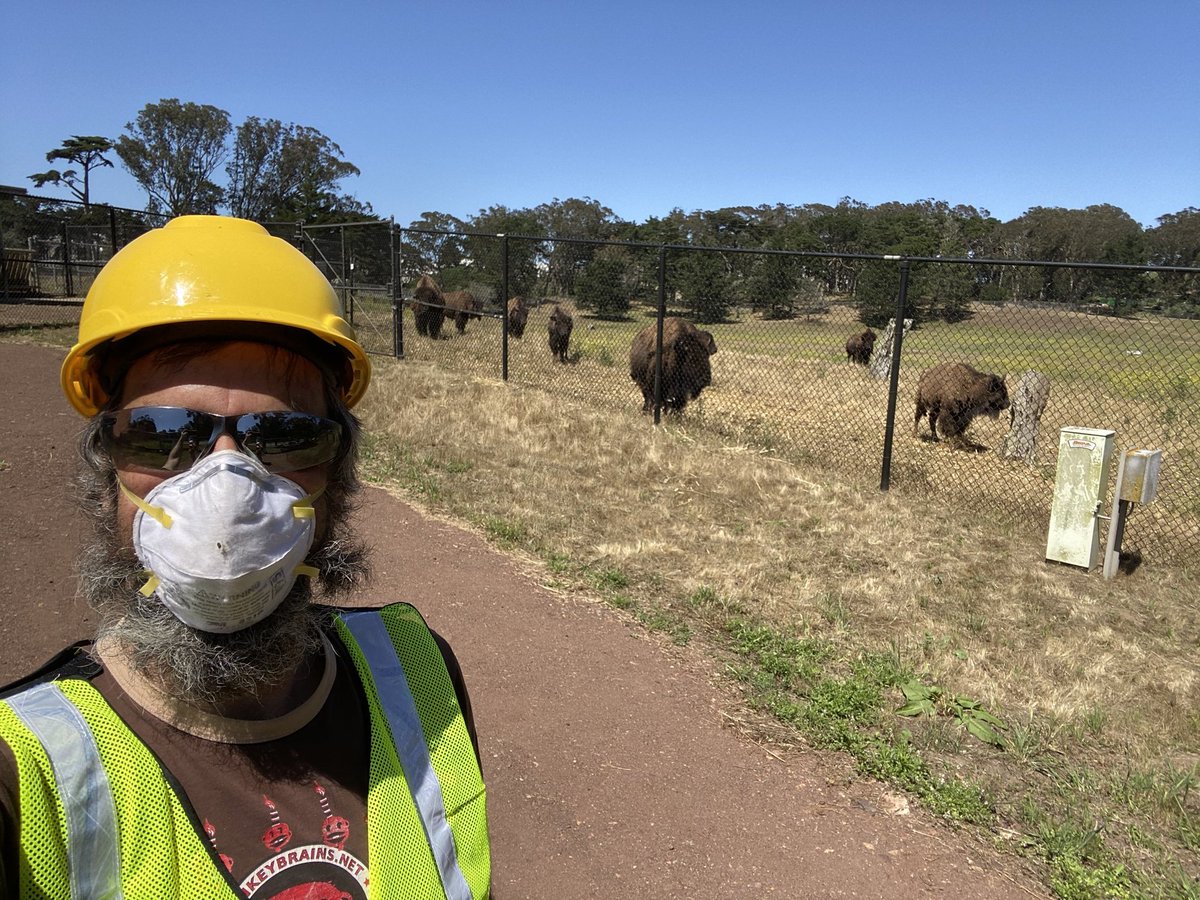 Hoodline's tweet photo. Herd mentality: Golden Gate Park bison get a new livestream https://t.co/eSDNPlMTmI by @brittashoot https://t.co/rRkfjnAOtv