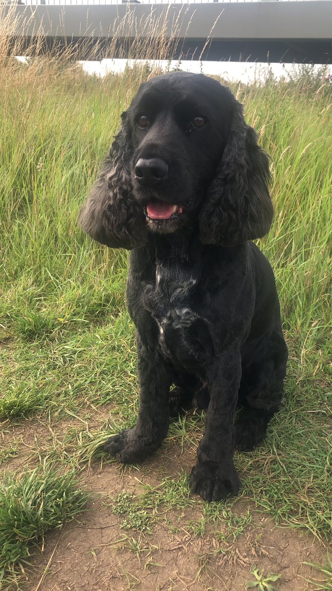 LC1410's tweet photo. When your dog has had 2 haircuts in lockdown and you’ve had none ... don’t think he wants to be seen out with me 🐾 never mind a mask someone get me a hat ! #2daysandcounting https://t.co/WpfpFm4WWC