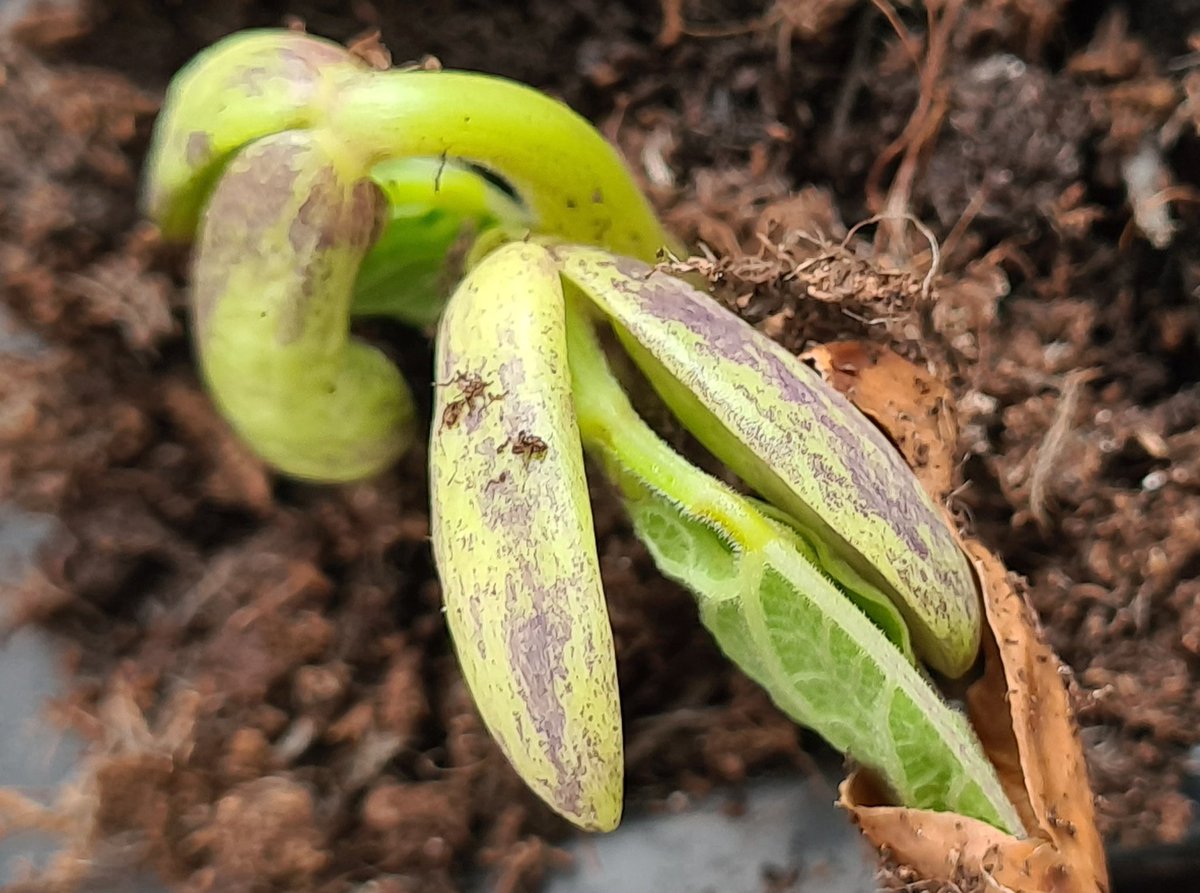 cavershamjj's tweet photo. Beanage. Only the 7th or so attempt at growing them this year. Pre-chitting seems to have been the winning tactic. #gyo https://t.co/I3wbSBNjhH