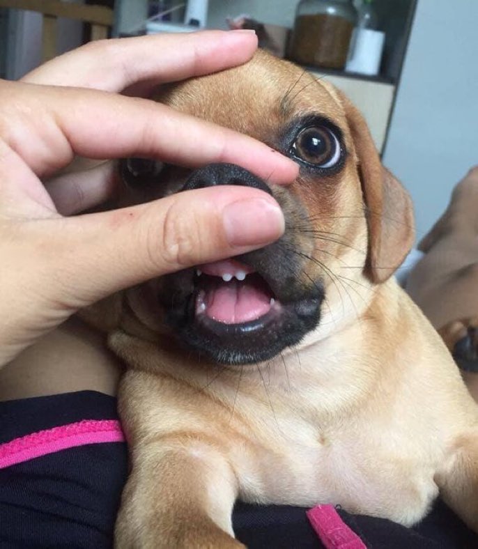 Le estan saliendo los dientitos