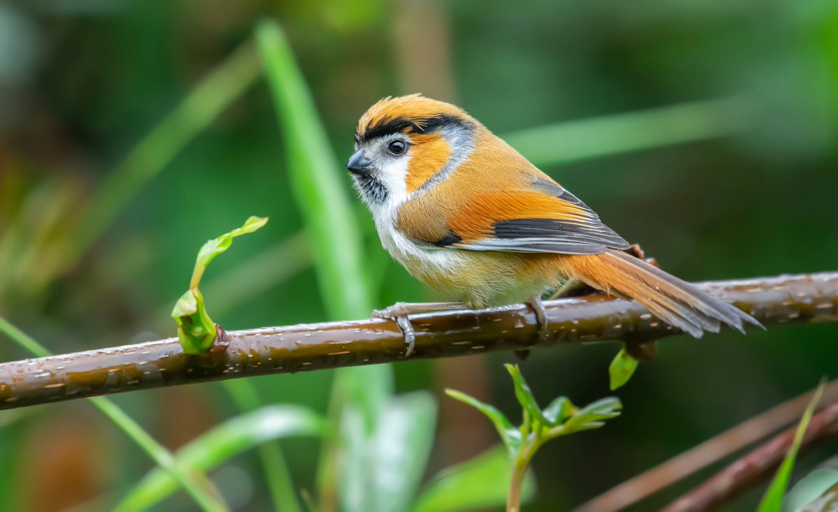 Locally we identify the Black-throated Parrotbill (Suthora nipalensis) as the Panda bird since it feeds on bamboos and lives in the bamboo undergrowths. #TwitterNatureCommunity #birdwatching #birdconservation #ornithology #birdphotography #birds