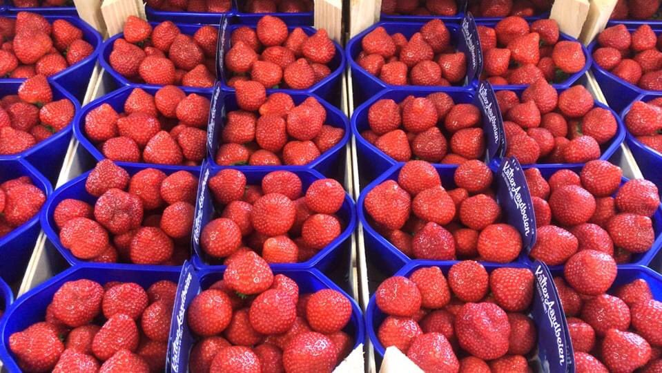 Welke aardbeiencollega zoekt nog trays voor de herfstteelt?
We hebben nog 10.000 Sonsation trayplanten te koop!