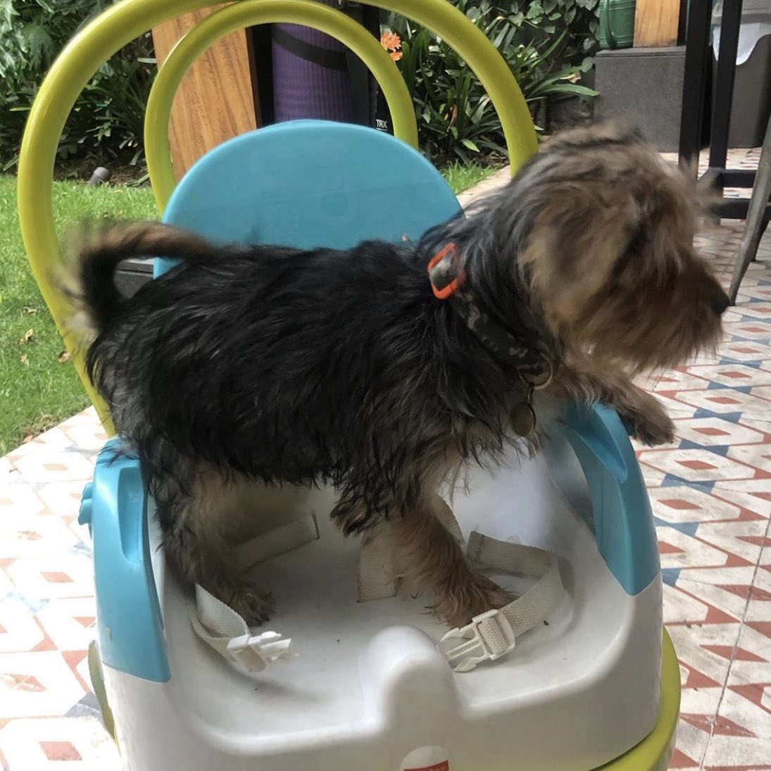 LidiaAvila's tweet photo. Chicos, les pido su ayuda. Nuestro perrito Hugo se perdió en la zona centro de Coyoacán. Si alguien lo vio o lo agarro les pedimos por favor nos contacten dejando un mensaje aquí o en mi cuenta de instagram. ¡Muchas gracias! 🙏🏼 https://t.co/OIfZ6OCqtV