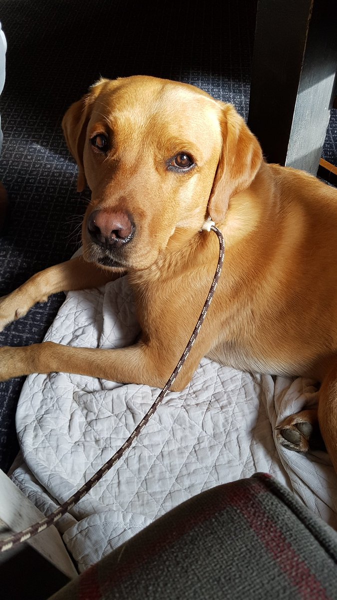 chili_pup's tweet photo. Apparently I am a much better behaved boy when thems bring my blanket #pubdog #softdog https://t.co/50URiRBZF0