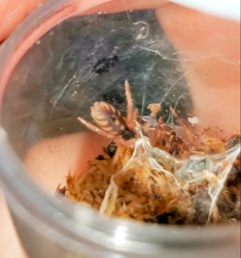 27walto's tweet photo. Content Warning: Tarantulas
This is Jacktu, my tiniest baby sling :) He's a Hapalopus sp. Colombia, or Pumpkin Patch. He'll be rehoused after his next molt!
#tarantulas #tarantula #spider #spiders #arachnid #exoticpets #hapalopus #hspcolombia #pumpkinpatch https://t.co/xrHJmEA7SW