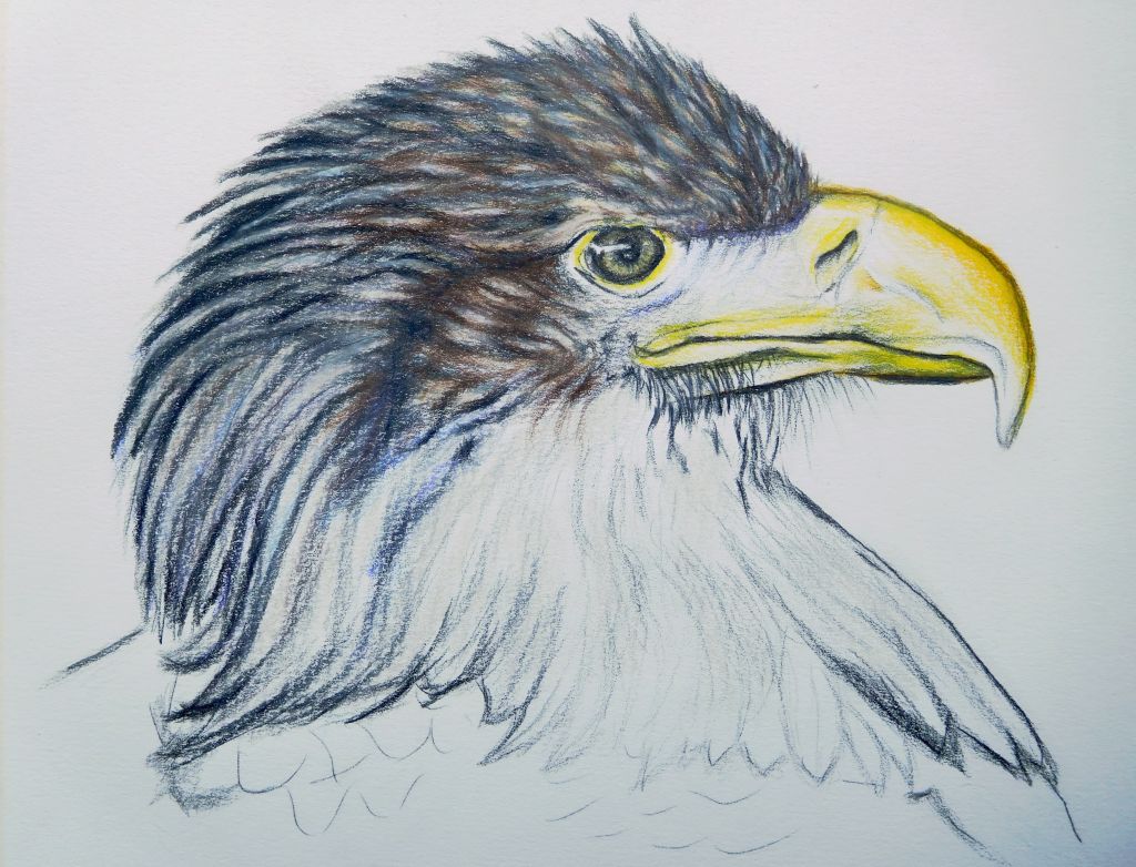 Drawing an Eagle

#birddrawing #drawings #eagle #artwork_portrait #birdportrait #birdsinart #drawinginprogress