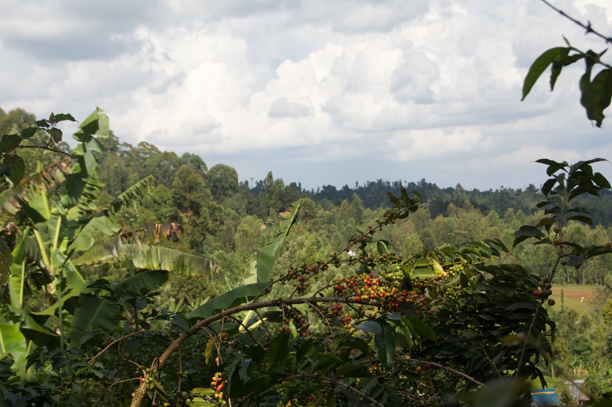 The COVID-19 pandemic has impacted coffee sectors around the world, causing logistics delays, labor unavailability, and more. Samuel Tho, WCR's Kenya Country Agronomist, offers a new report on how Kenya's coffee sector is dealing with these challenges: worldcoffeeresearch.org/news/notes-fie…