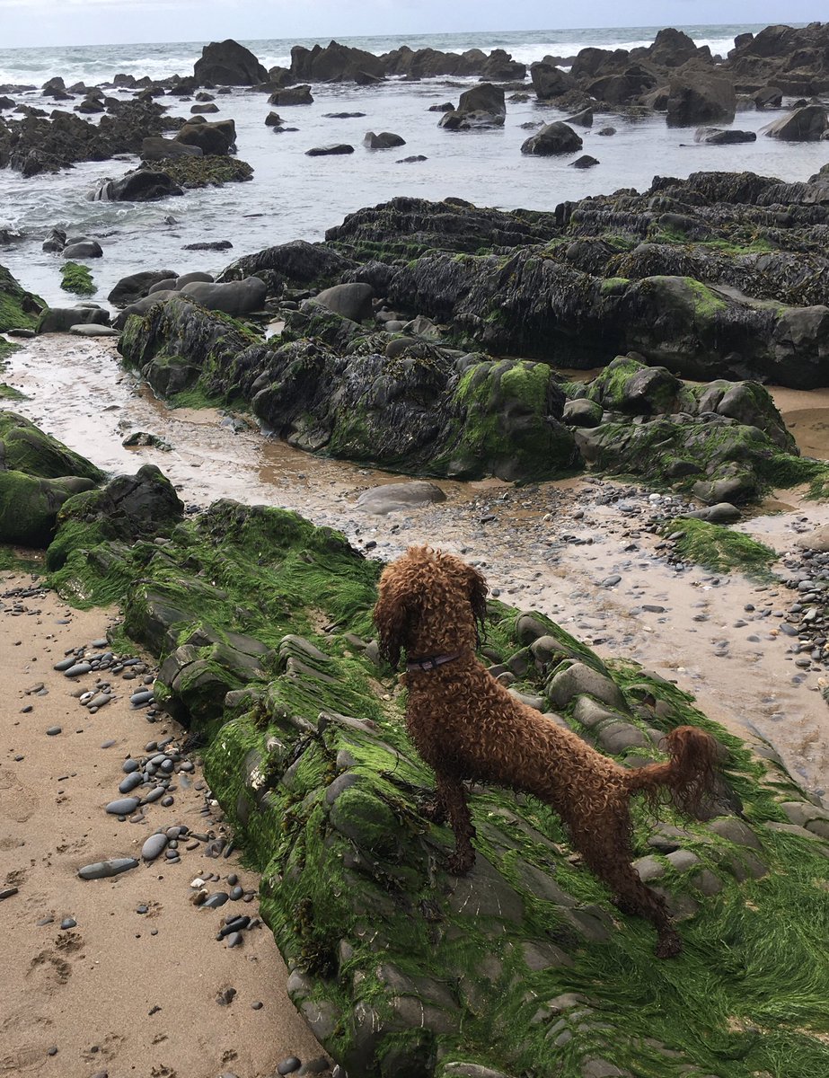 eBibliognost's tweet photo. #Rubytheredcockapoo having a fantastic time on Northcott Mouth beach
🌊🐶
#dogsoftwitter #Cornwall https://t.co/S4ISct4DGf