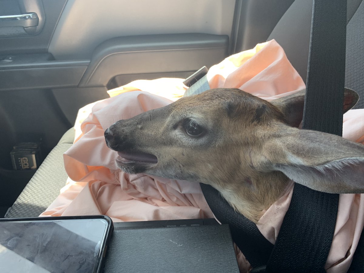 ManateeSheriff's tweet photo. We're sure this young buck is #thankful that COPS Rural Sgt. Hendrickson was nearby this morning when he was injured from getting caught in a fence after being chased by some dogs. He was taken to a veterinarian for treatment. #ThankfulThursday #MCSOCares https://t.co/By2eDHo3rE