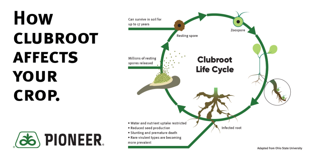 Did you know #clubroot spores can survive in soil for up to 17 years? Here's how the soil-borne disease affects your #canola crop. Learn more spr.ly/6012Gn4Qs #CdnAg