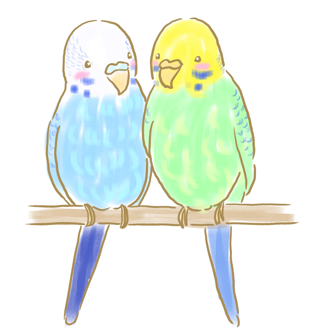 リカクリエイト インコさん セキセイインコ イラスト