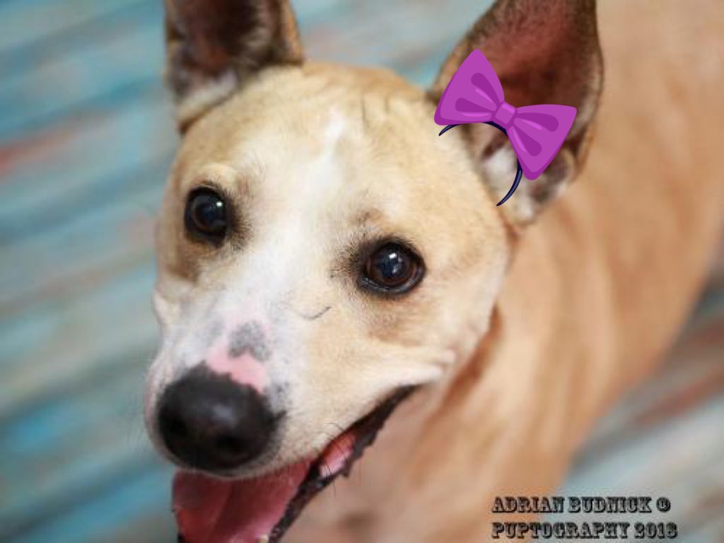 Ms Brownie has been with us far too long. She’s looking for her amazing home. proverbs1210rescue.org/animals/detail…