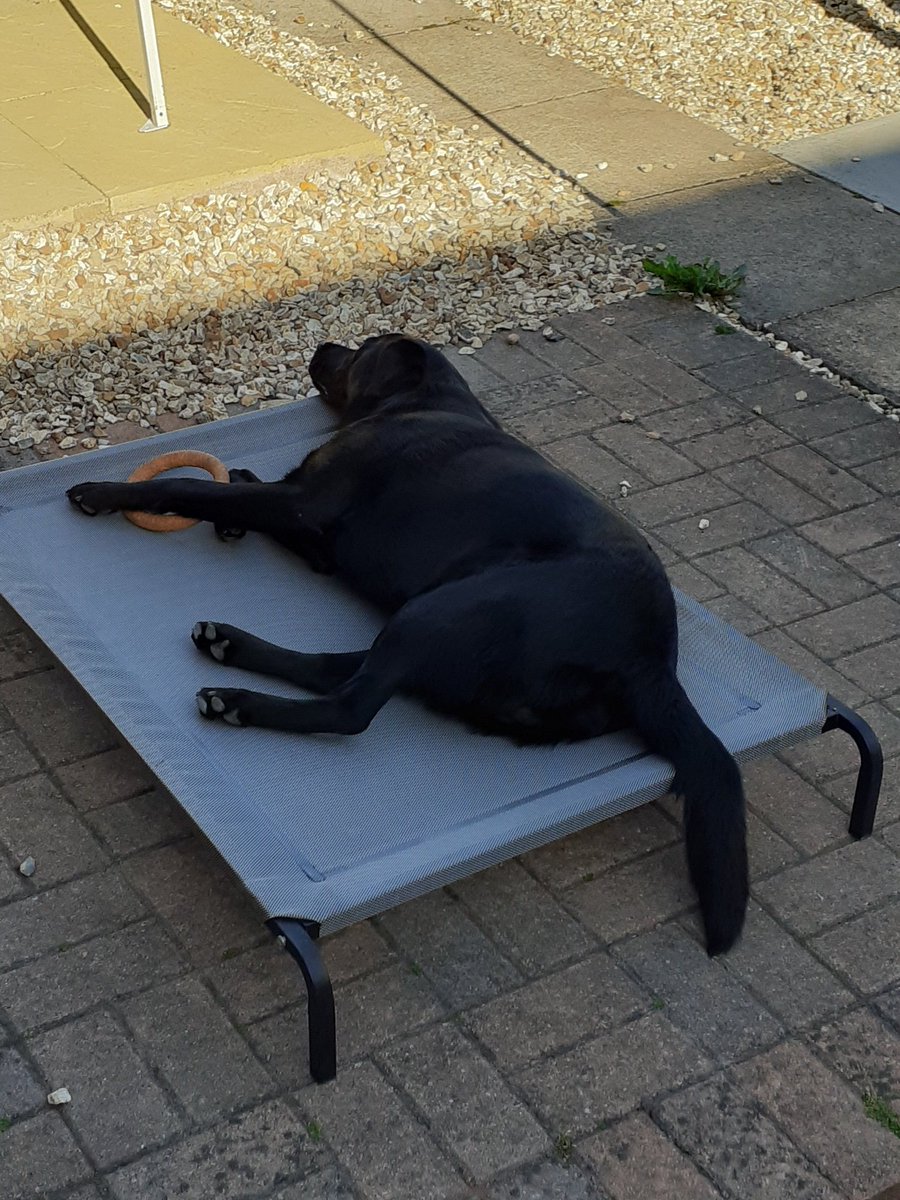 FurbabyPrince's tweet photo. I've worn myself out after #K9REC with #furfriends and trout tea I'm copying my humons they call it siestering me call it snoozing ๐๐๐๐๐ด๐ด๐ด https://t.co/mShw0lZdCi
