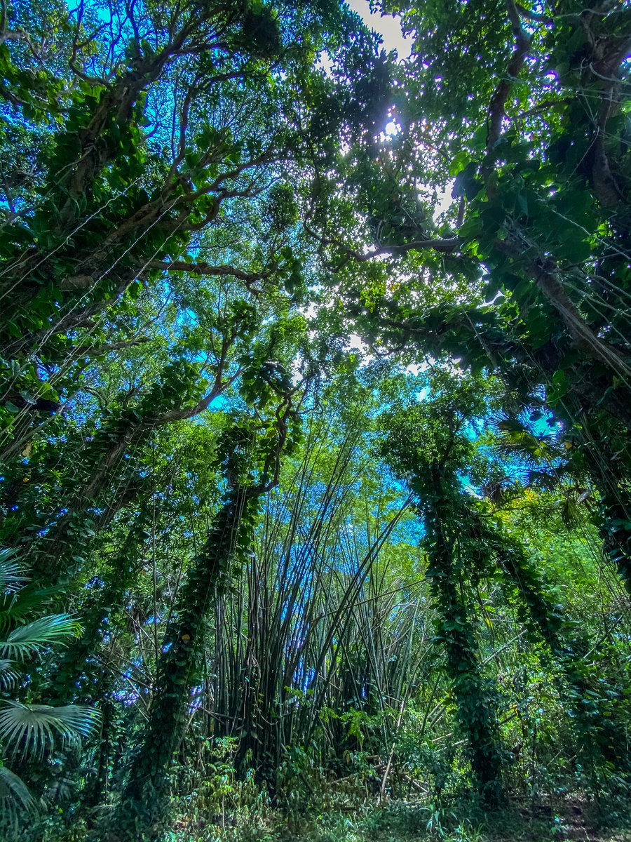 Forest Fairy Vibes 🌿✨🌴