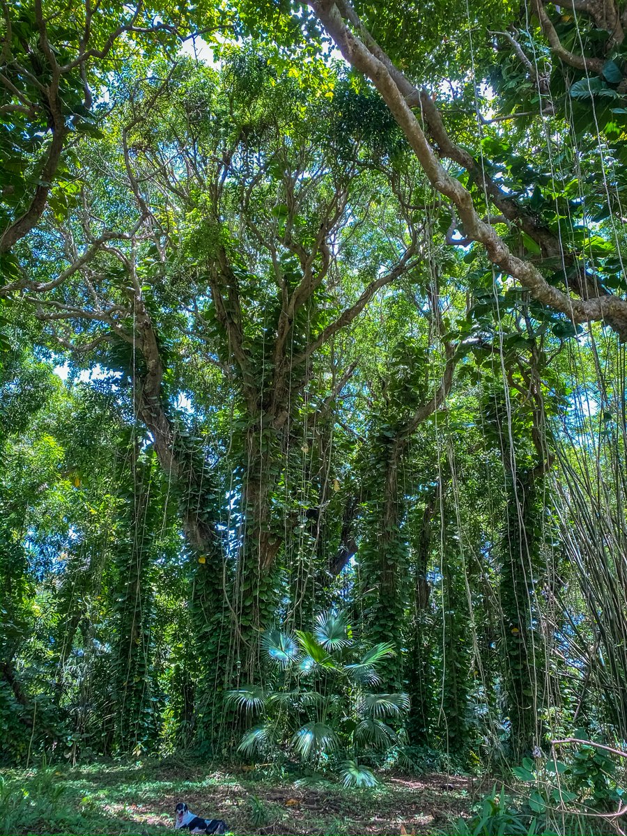 Soil2Soulutions's tweet photo. Forest Fairy Vibes 🌿✨🌴 https://t.co/fU2L4zaseh