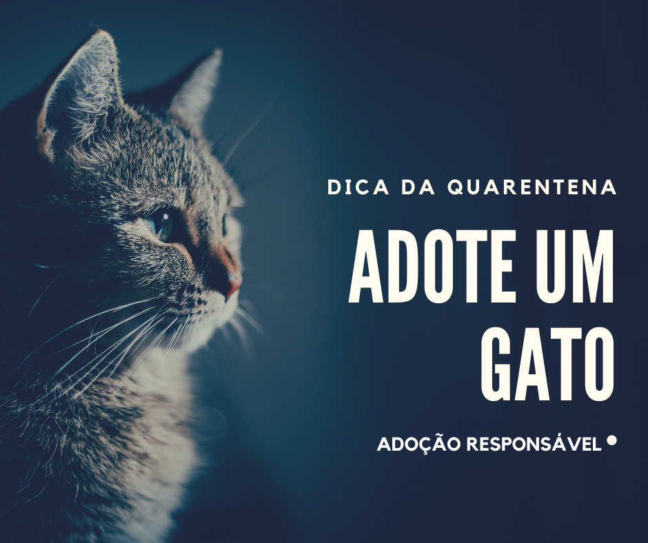 a_gataria's tweet photo. DICA QUENTE DA QUARENTENA 🔥🔥🔥
Com a quarentena, os bichanos estão sendo abandonados aos montes. Que tal uma adoção responsável? Adote um gatinho e dê a ele muito amor e sachês.

#adocaoresponsavel #adocaodegatos #adotenaquarentena #CatsOfTwitter  #CatsOfTheQuarantine 🐈‍⬛🐈 https://t.co/zp208WDBbW