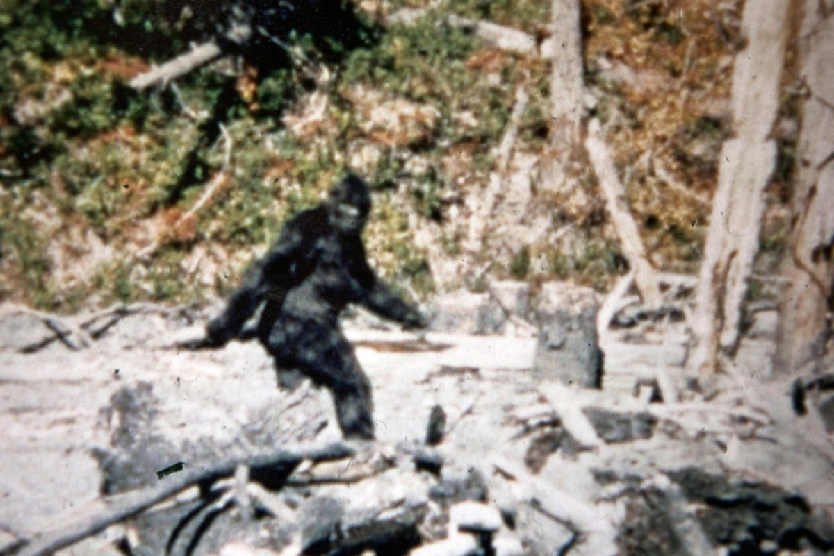 If you liked my threads on sea monster and  #LochNessMonster photos, you might enjoy this one, which focuses on something very different: the famous 1967  #Bigfoot film, variously dubbed the Patterson Film, Patterson-Gimlin Film, or Bluff Creek Film…