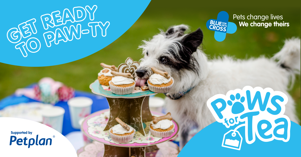 PetplanUK's tweet photo. We are proud to be supporting Blue Cross in their annual Paws for Tea event to help raise money to care for vulnerable pets. 🐾 Taking part is fun and so easy to do! Head to our website to find out how: https://t.co/JRd5sFRR80
#PawsForTea #BlueCross #PethoodStories #TeaTime https://t.co/EIdbnyc2BW