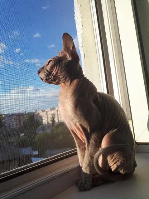 Отличная погода. Отличный день. Отличный #нюдсочетверг с прекрасной лысой киской. Всем хорошего вечера.