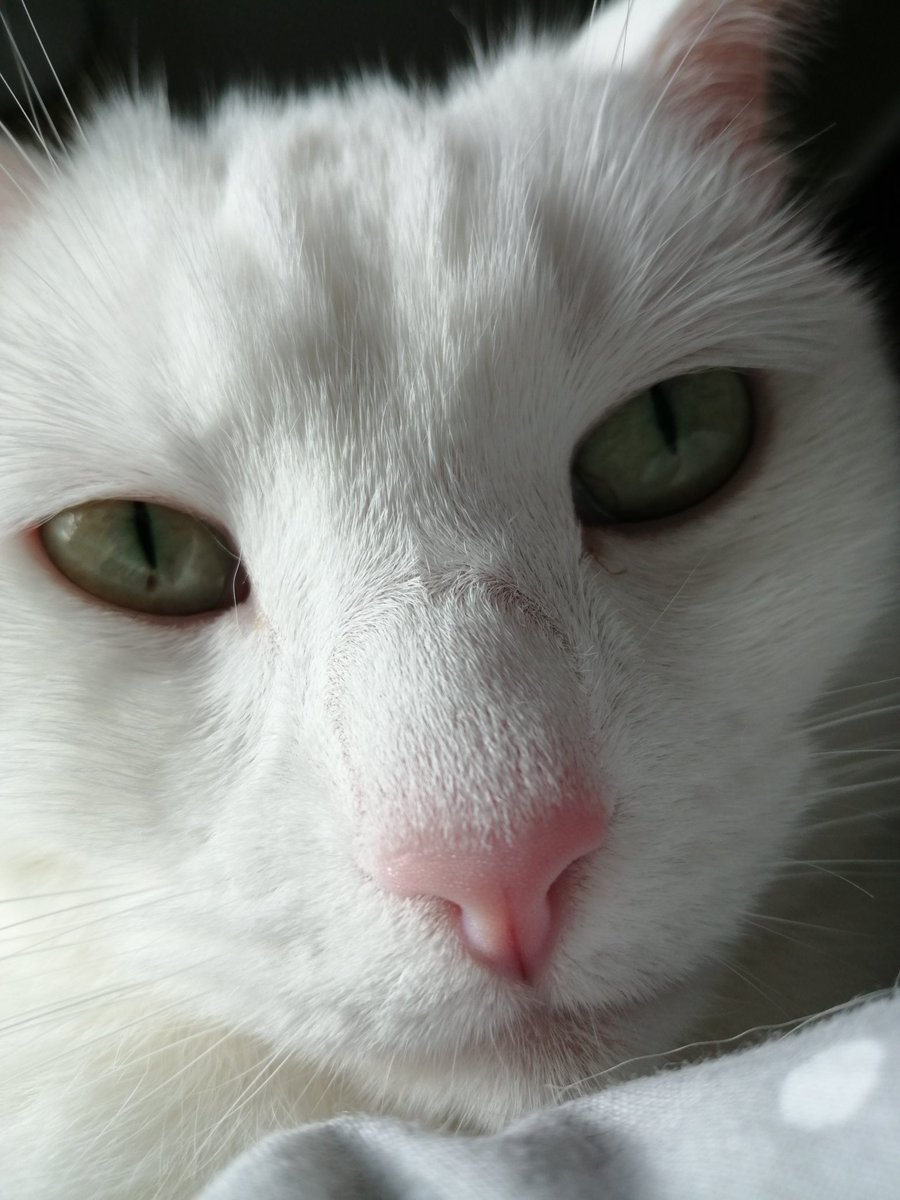 mooncat999's tweet photo. Hello ❤️🐾 https://t.co/lXaoMvkD8D
