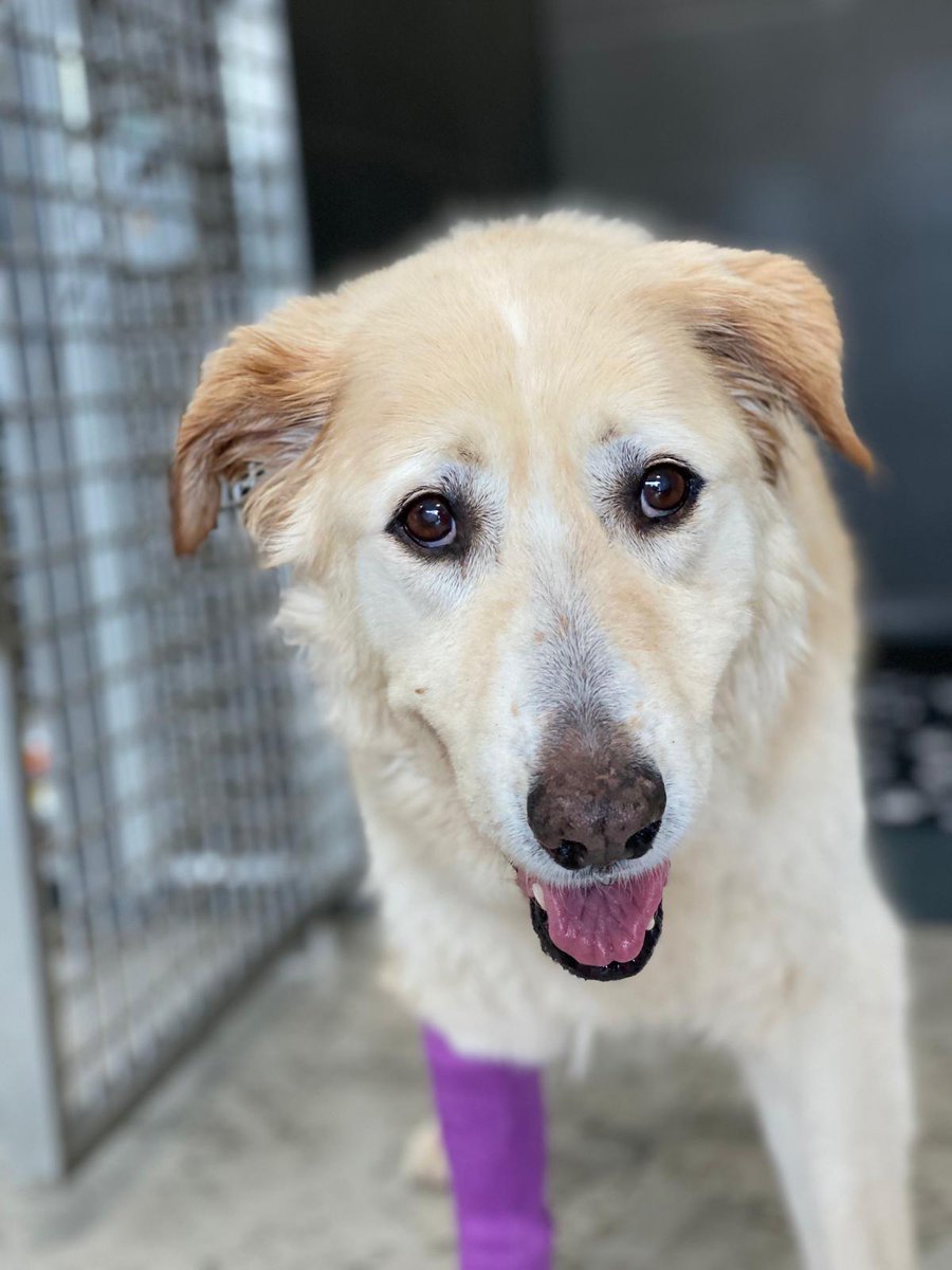 caadpenedes's tweet photo. URGENT❗SEIRA busca casa d'acollida a partir de demà. Es una yaya que ha estat operada d'urgència per una torsió d'estómac, per tant, necessita molts mimos, cures i poder portar-la al Caad per revisions veterinaries sempre que faci falta. Contacte📨caad@mancomunitat.cat https://t.co/vNMvD9urfX