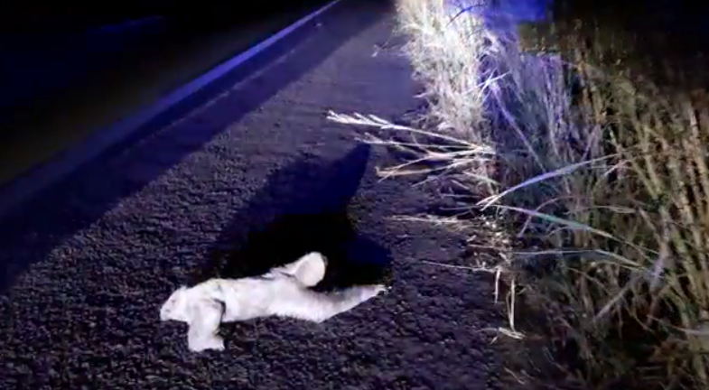 imirante's tweet photo. VÍDEO: PRF ajuda bicho-preguiça a passar com segurança pela BR-316 https://t.co/7CPKyXBUje #bichopreguiça #PRF #segurança #TimonMA https://t.co/flMguhv2Ie