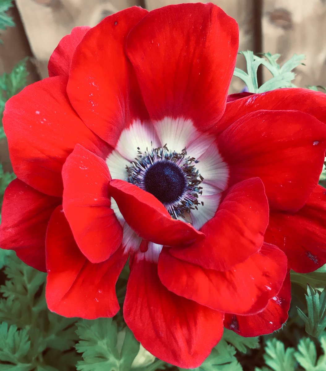 In a sea of purple of anemones, be a red one. Just because. #ruinedmycolourscheme