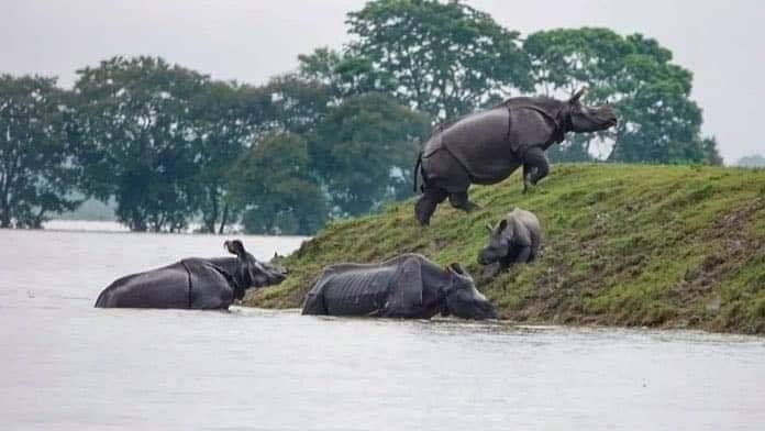 Jaforkhan_'s tweet photo. Oil of Assam is Indian.
Coal of Assam is Indian.
Tea of Assam is Indian.
Flood of Assam is not Indian!
#AssamFloods2020
#AssamFloods
#Pray_For_Assam
@ZeeNews @ABPNews @republic @NewsNationTV https://t.co/BJ6AvLvjcI