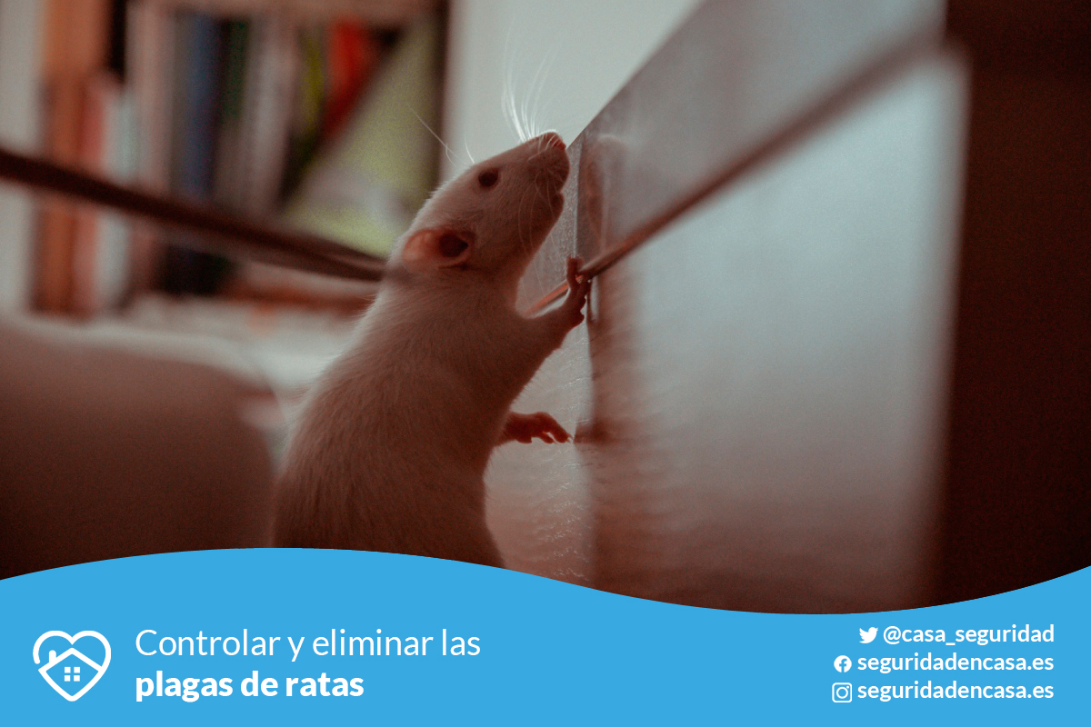 casa_seguridad's tweet photo. 🏖️☀ Debido al calor y al #confinamiento provocado por el #Coronavirus, las ratas han proliferado.
Hoy os enseñamos cómo ELIMINAR las PLAGAS de RATAS 🐀
⏩ https://t.co/KHqIRLSdK8
#seguridadencasa #rata #ratas #verano #ratón #ratones #trampas #rats #plagas #raticida https://t.co/ekSju6CbDj
