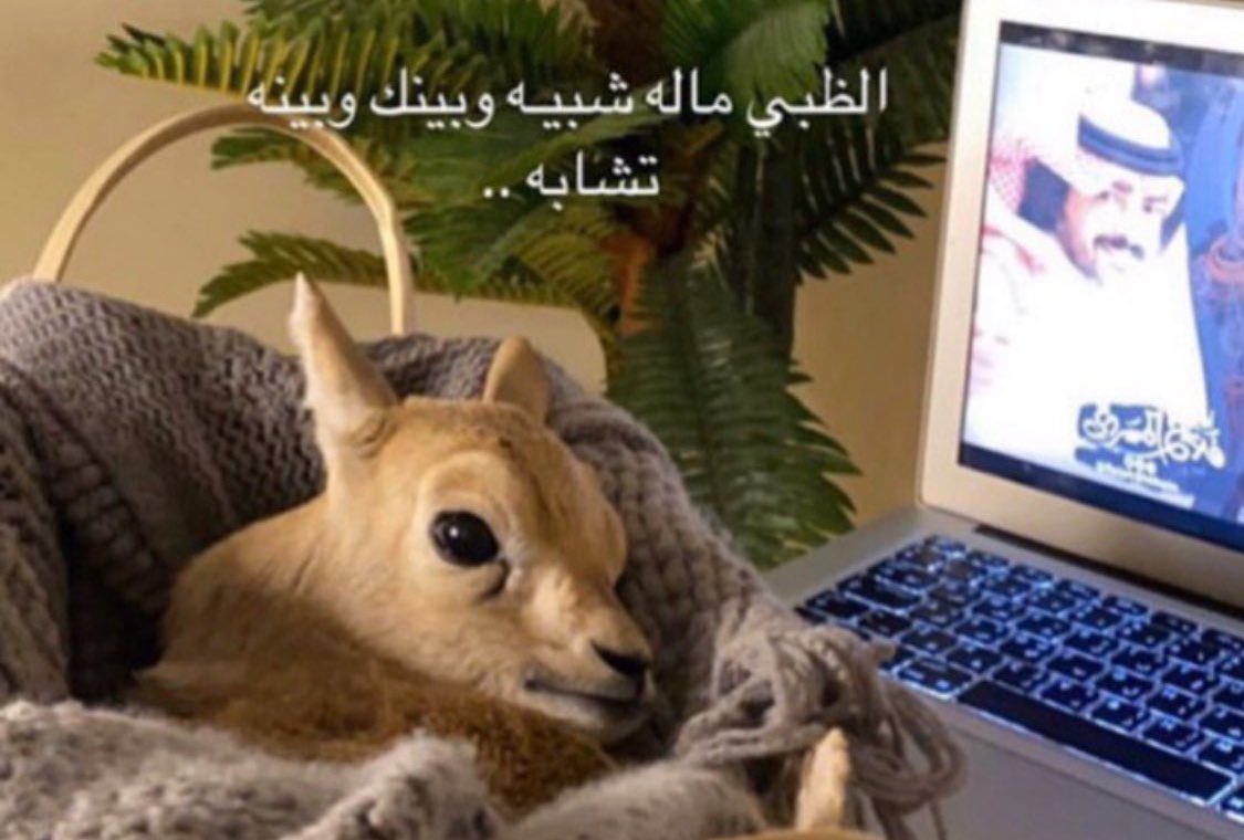 dooosrih220's tweet photo. مخملٍ يلتفّ حول الجيد الأتلع بالنيابة
عن سلاسيل الذهب والماس خوف يجرّحنّه

غاب عنّي والوله خلاّه عندي في غيابه
مادرى إن فرقاه نار ولا درى إن لاماه جنّة

الظبي ماله شبيه وبينك وبينه تشابه
إلتفت بشويش وألقى فيه منك وفيك منّه https://t.co/Rb6xhl3S4x